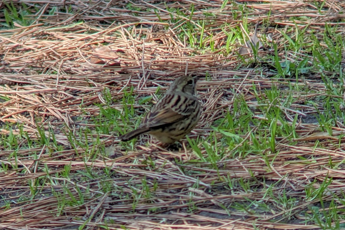 Black-faced/Masked Bunting - Lanaye Baxter