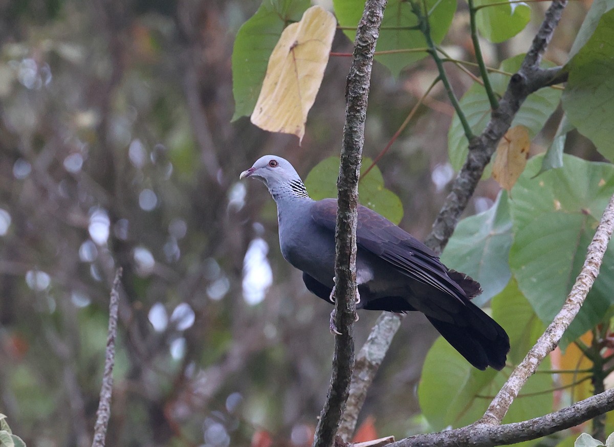 Nilgiri Wood-Pigeon - ML616059980