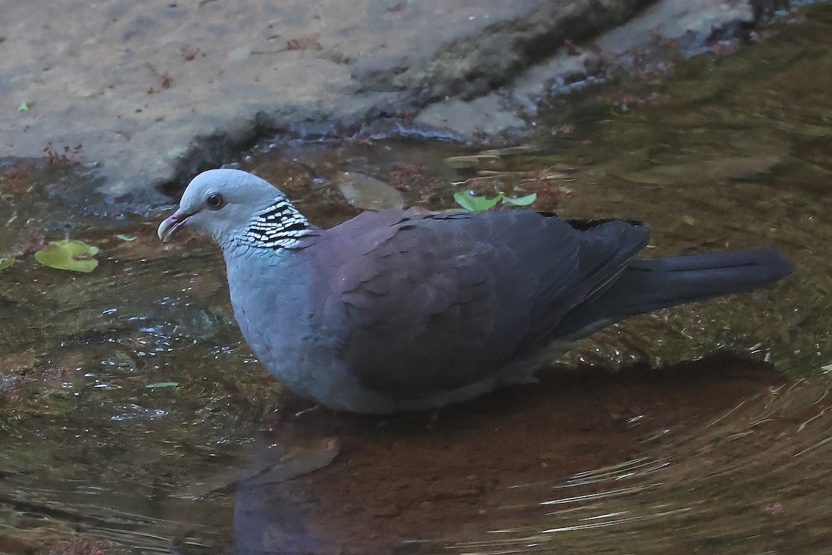 Nilgiri Wood-Pigeon - ML616060054