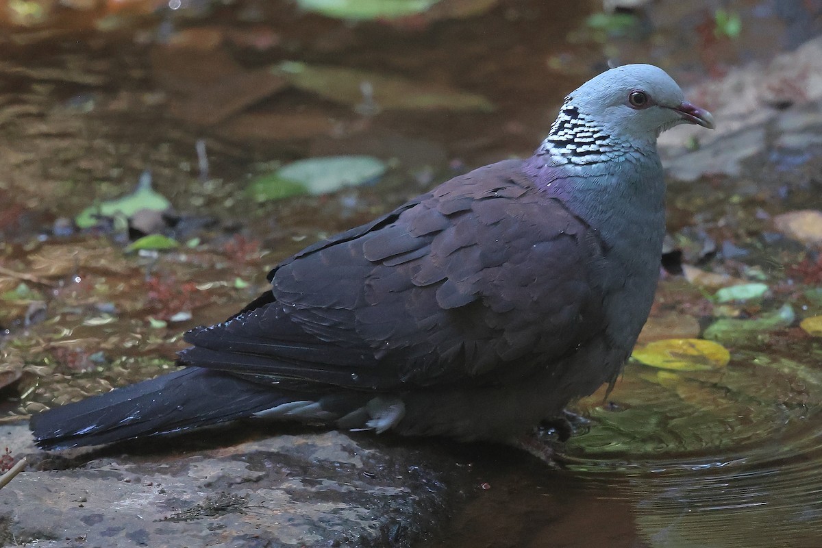 Nilgiri Wood-Pigeon - ML616060055