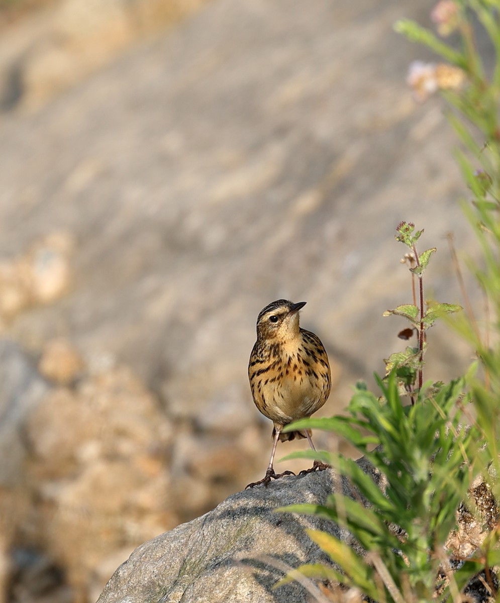 Nilgiri Pipit - ML616060058