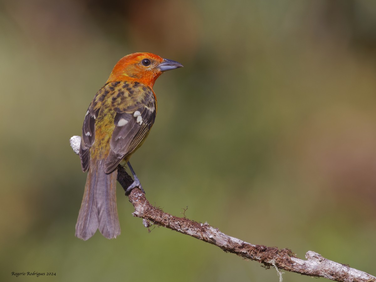 Flame-colored Tanager - ML616060083