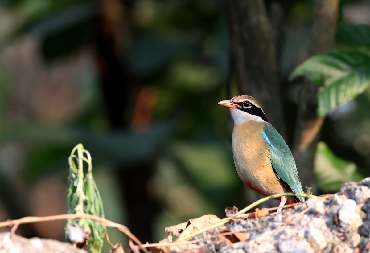 Bengalenpitta - ML616060125