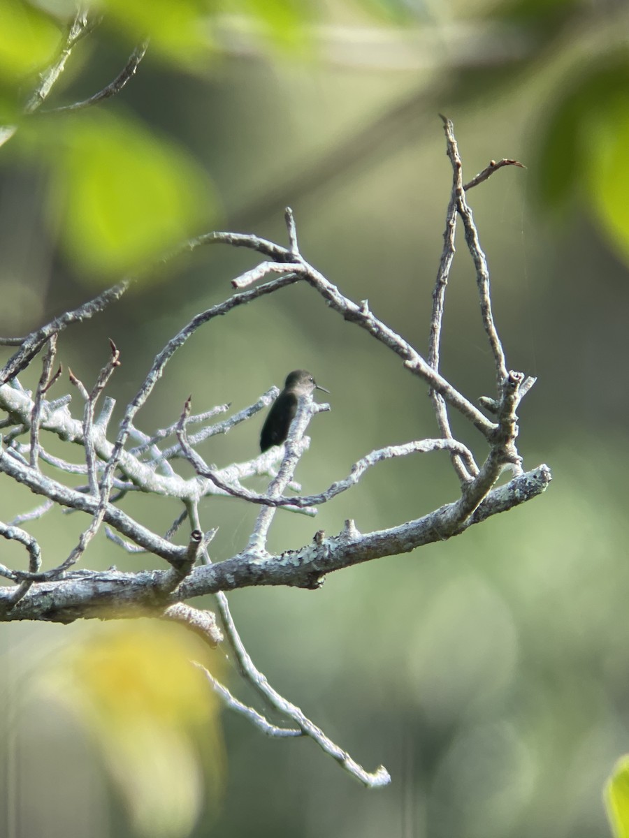 Vervain Hummingbird - ML616060144