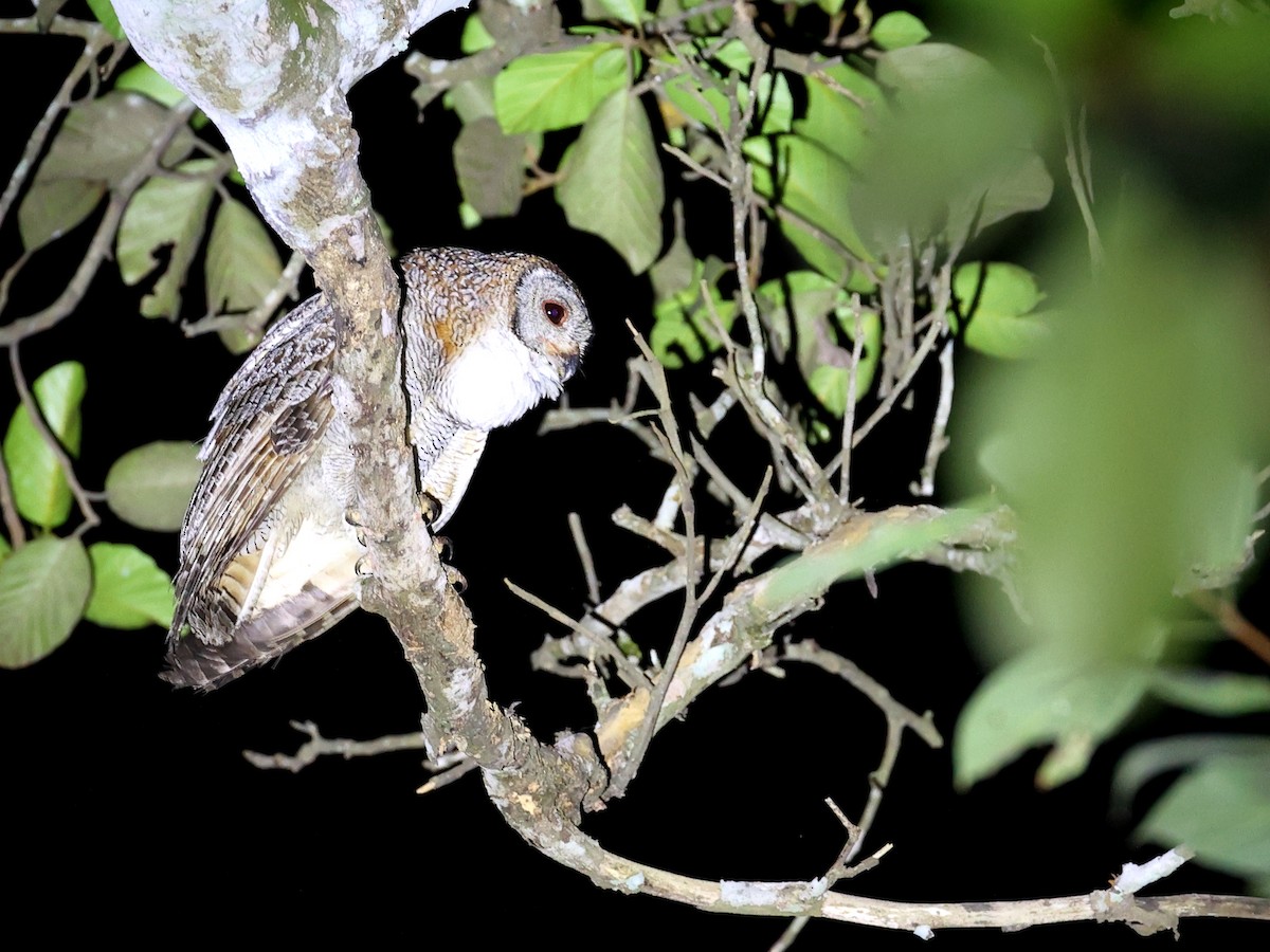 Mottled Wood-Owl - ML616060250