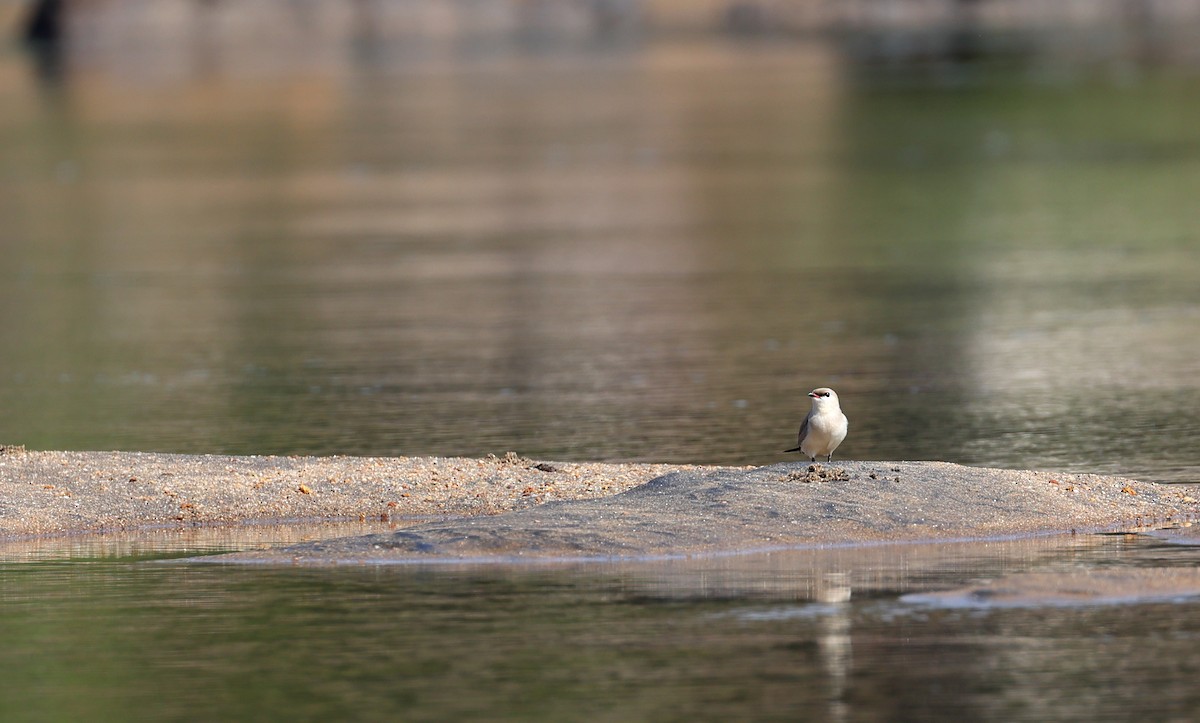 Small Pratincole - ML616060273