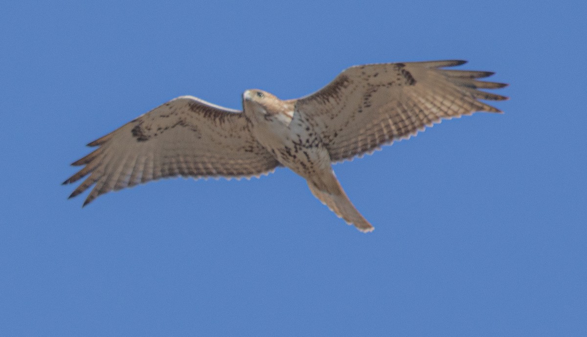 Red-tailed Hawk - ML616060279