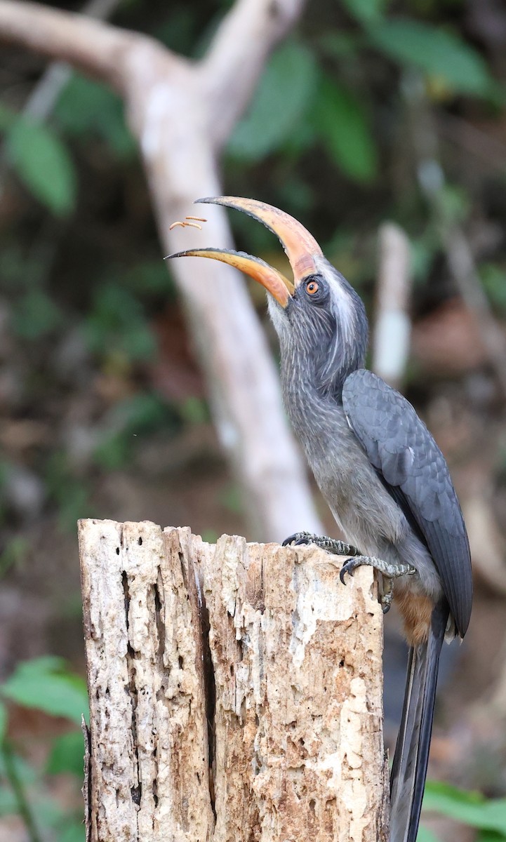 Malabar Gray Hornbill - ML616060282