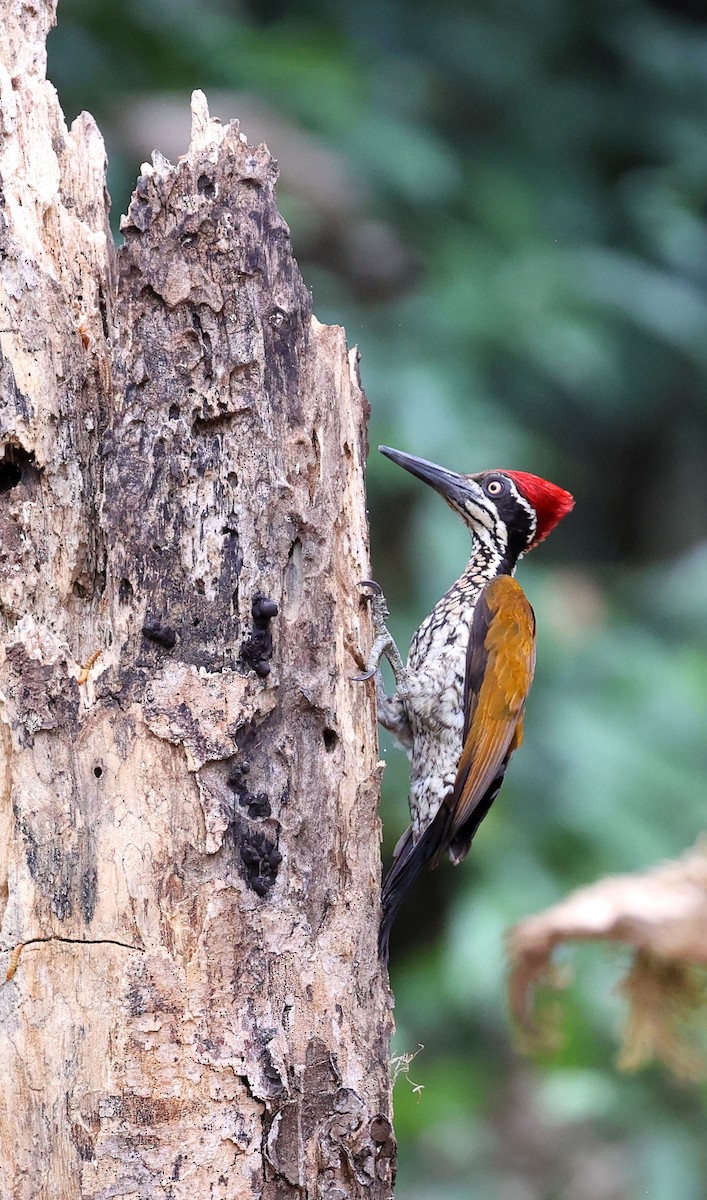 Malabar Flameback - ML616060288