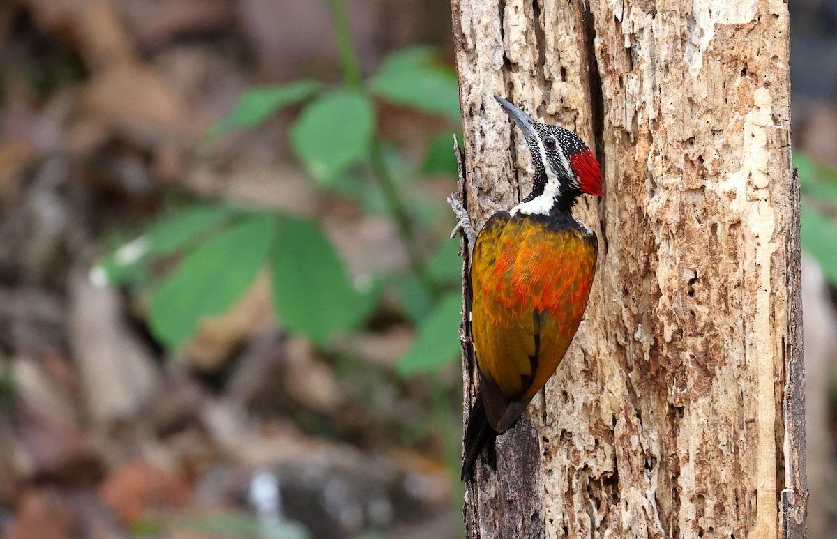 Black-rumped Flameback - ML616060291