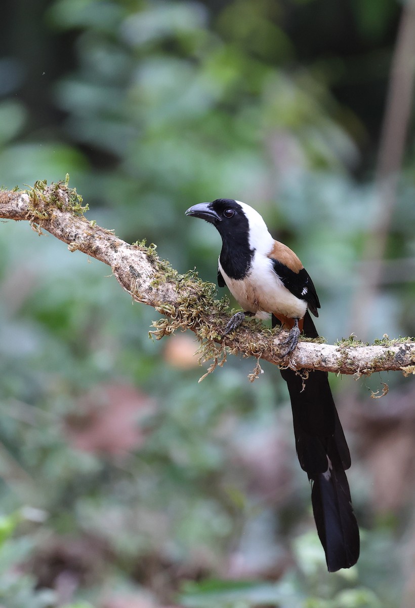 White-bellied Treepie - ML616060298
