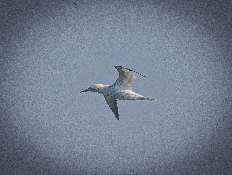 Northern Gannet - ML616060299