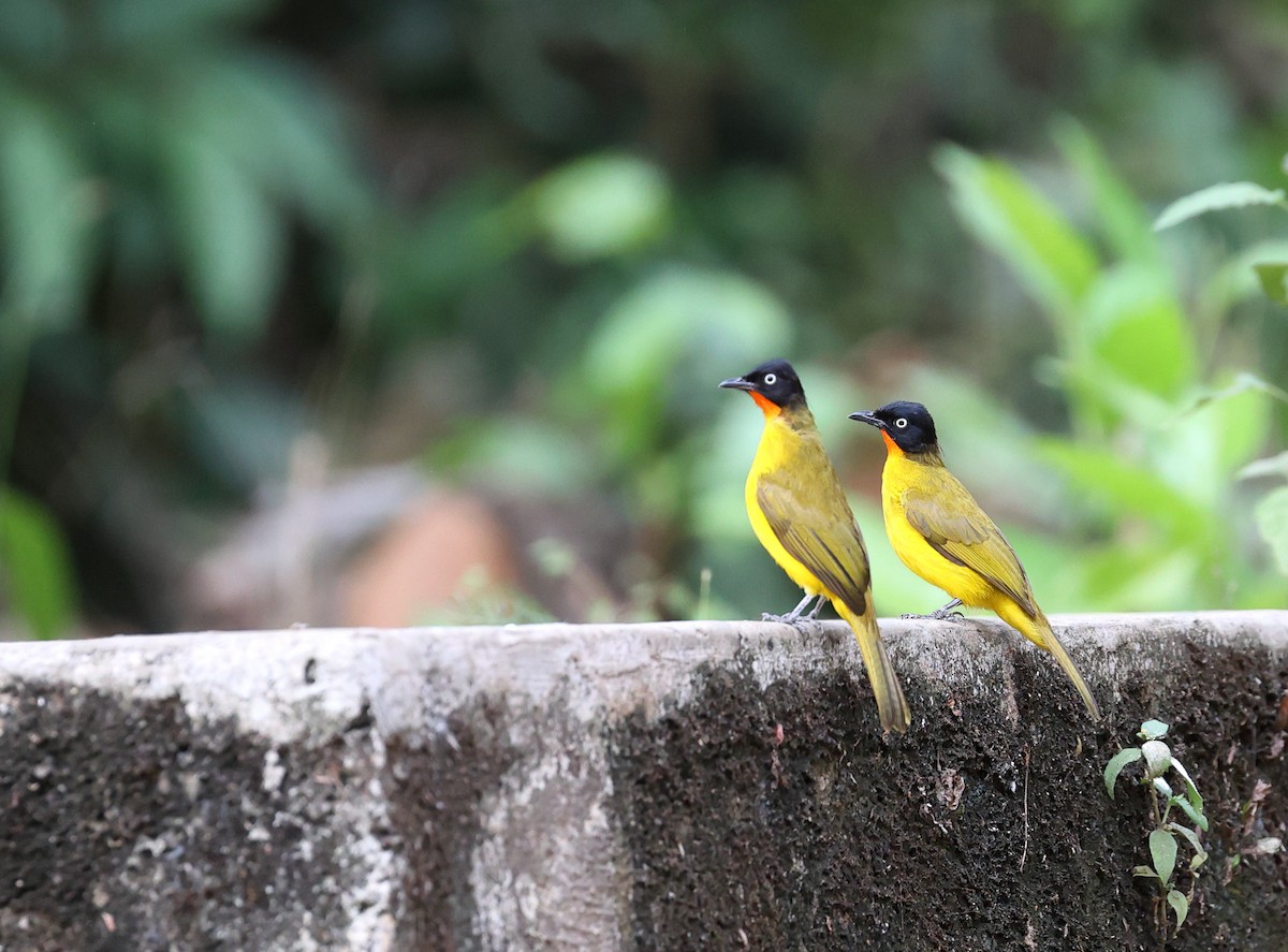 Flame-throated Bulbul - ML616060300