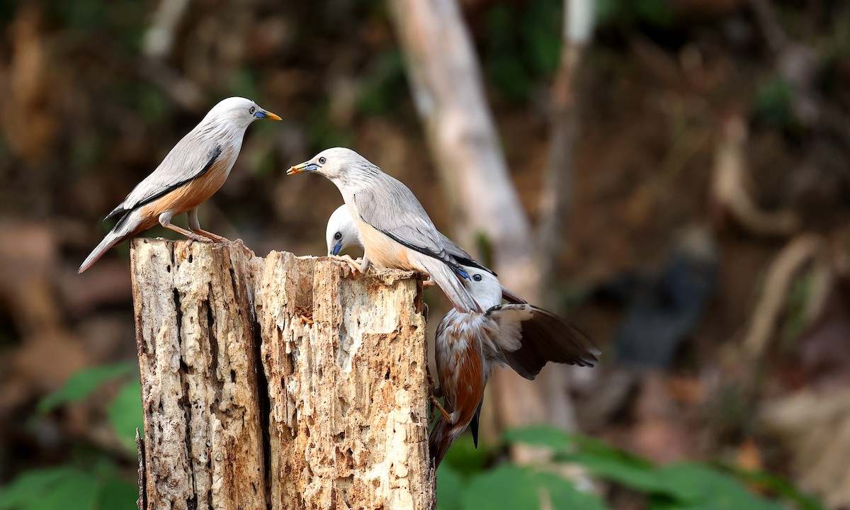 Malabar Starling - ML616060301