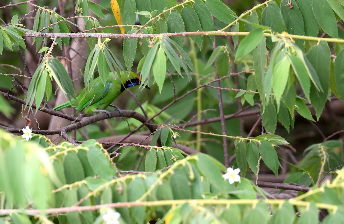 Golden-fronted Leafbird - ML616060302
