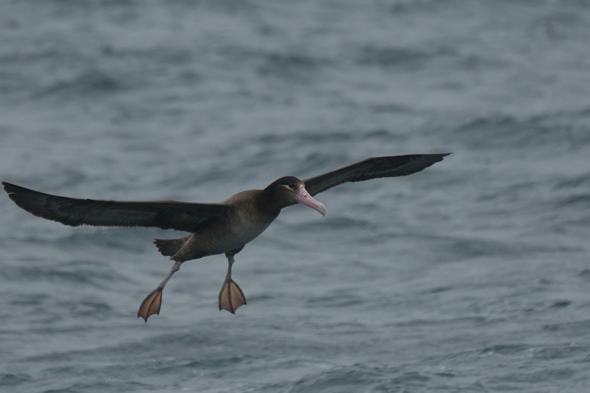 Short-tailed Albatross - ML616060322