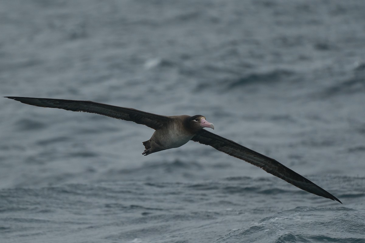 Short-tailed Albatross - ML616060323
