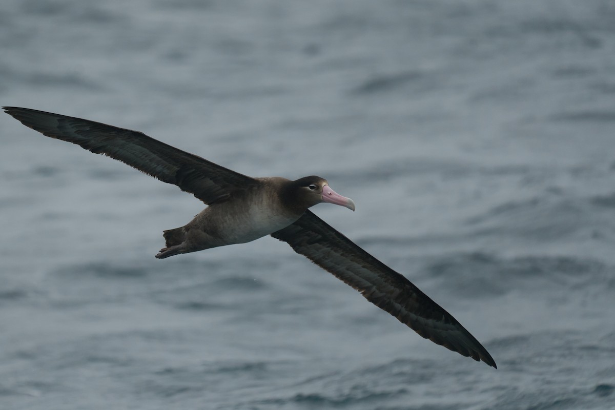 Short-tailed Albatross - ML616060324