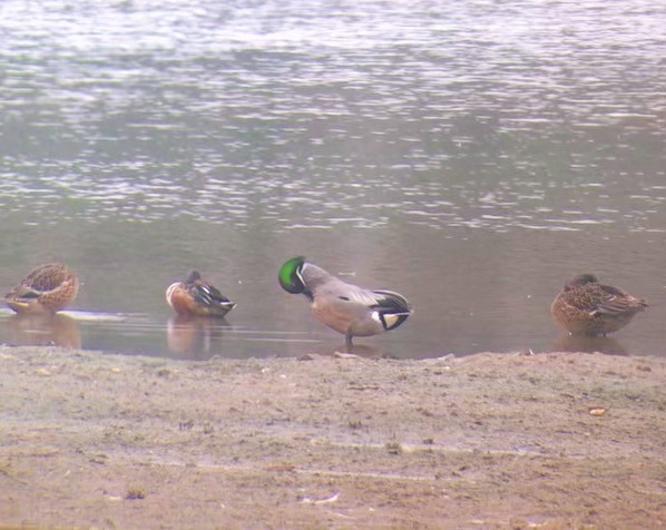 Falcated Duck - Hin Fan Alvin lee