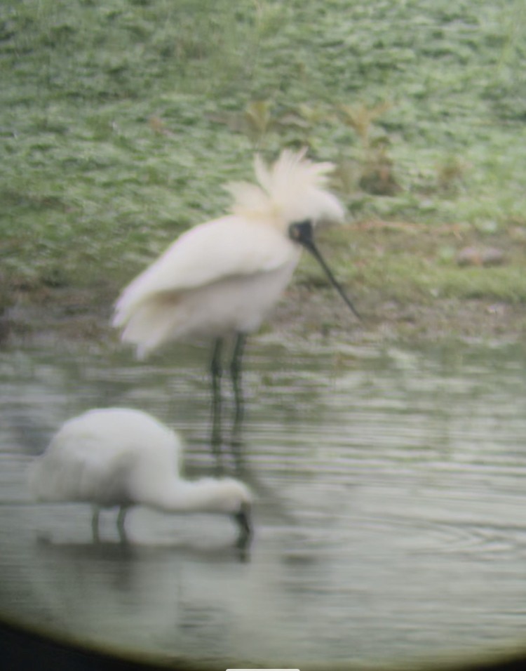 Black-faced Spoonbill - ML616060463