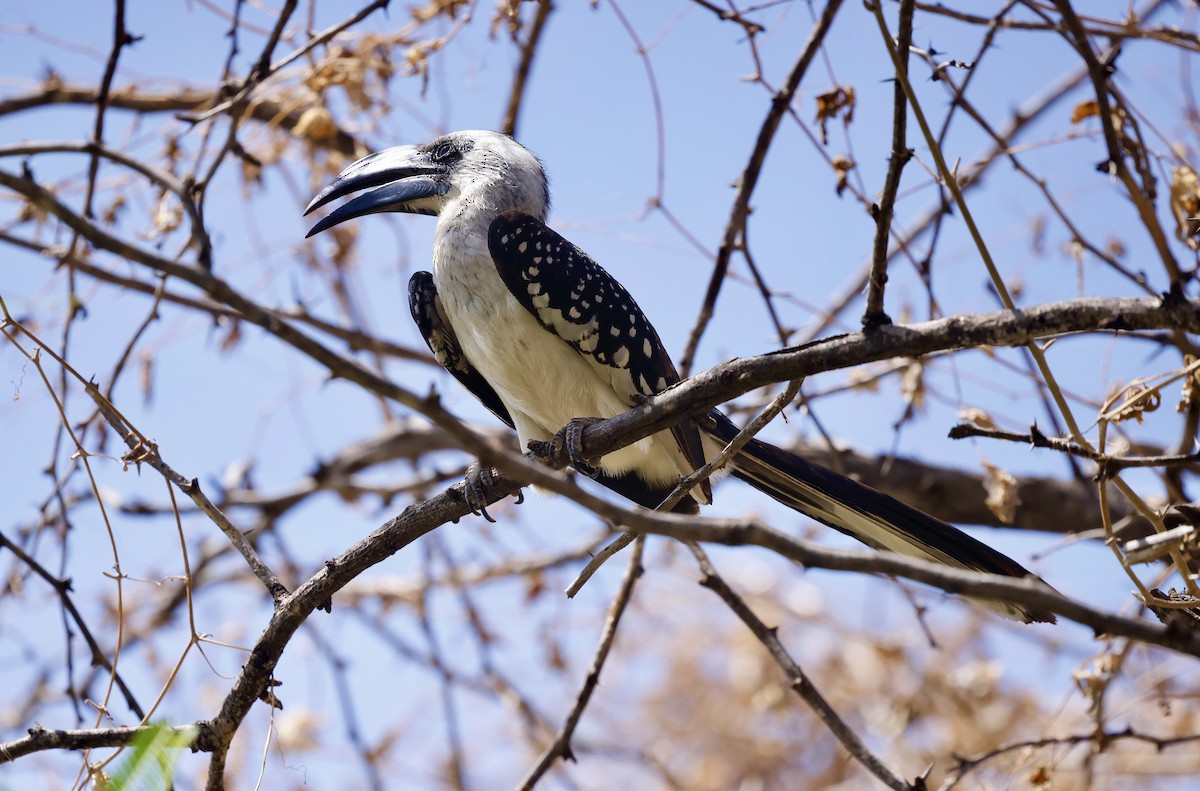 Jackson's Hornbill - ML616060465