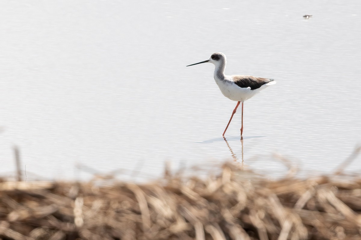 Black-winged Stilt - ML616060513