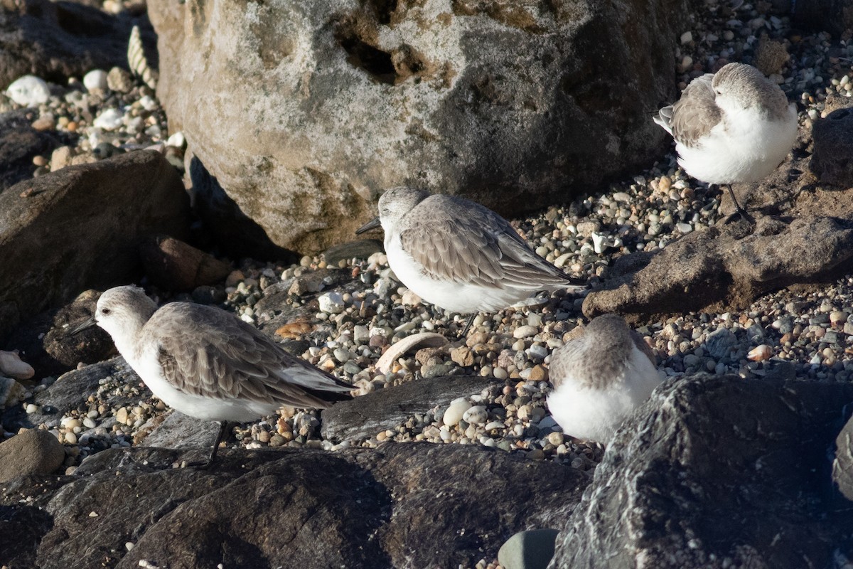 Sanderling - David Hird