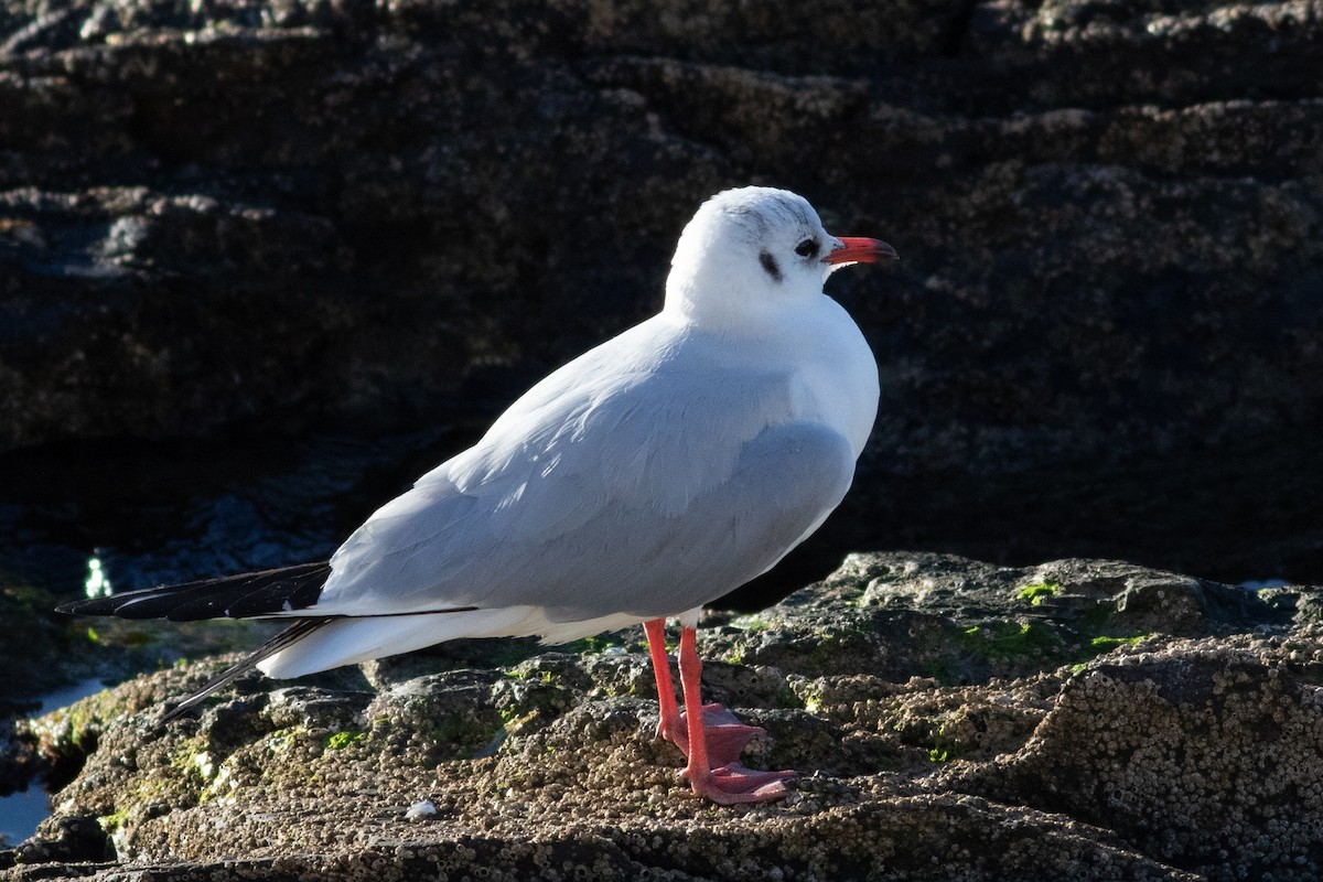 Mouette rieuse - ML616060527