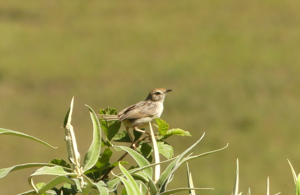 Cisticola sp. - ML616060528