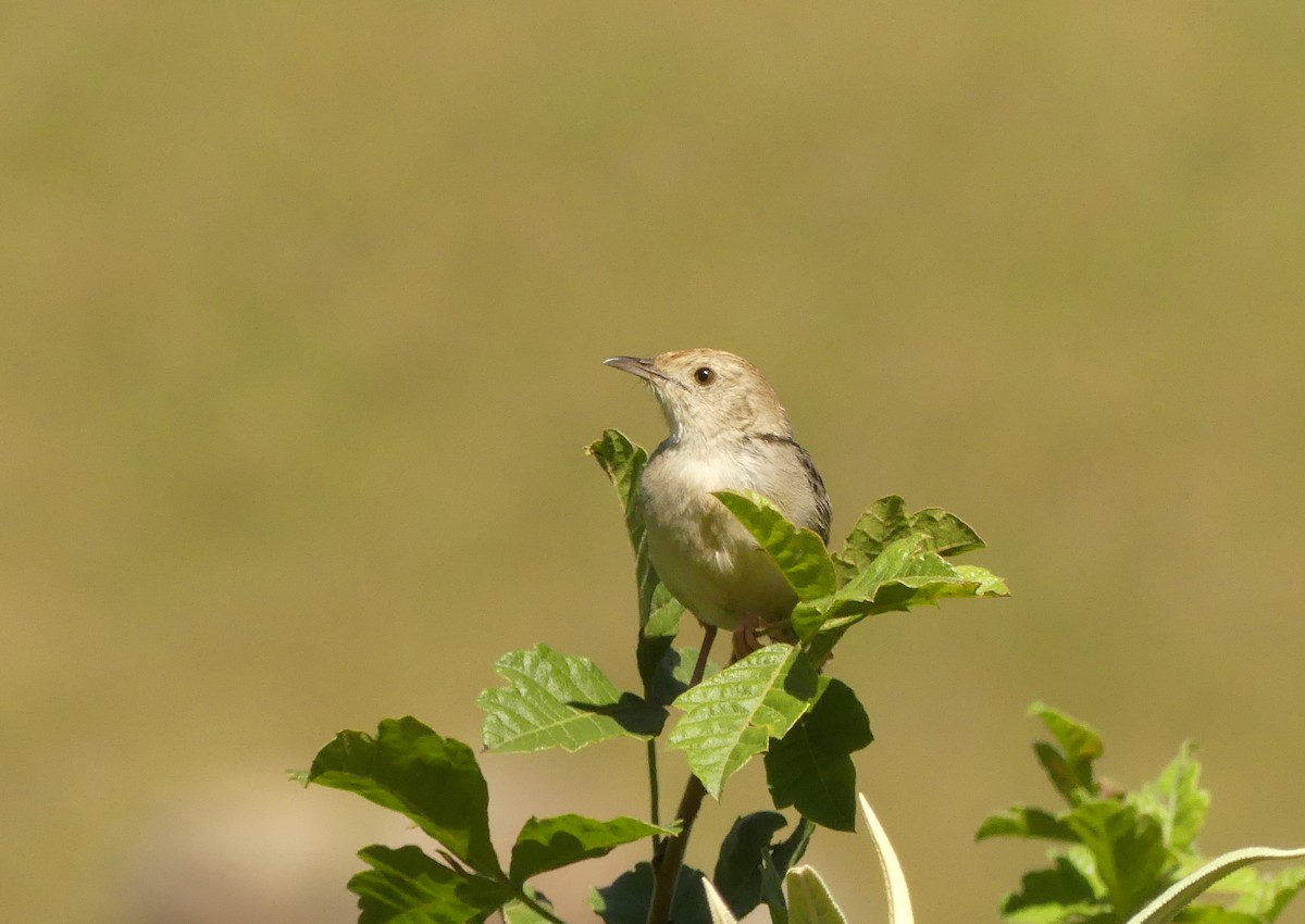 Cisticola sp. - ML616060529