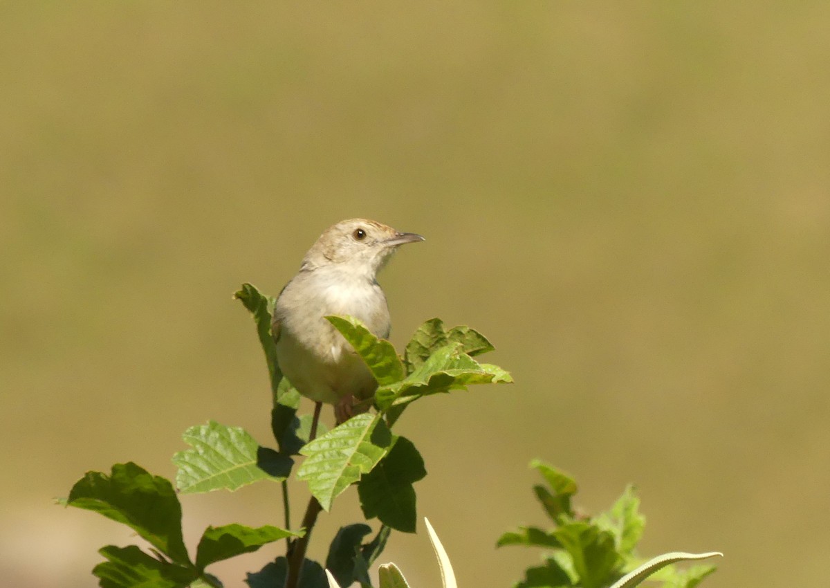 cisticola sp. - ML616060530