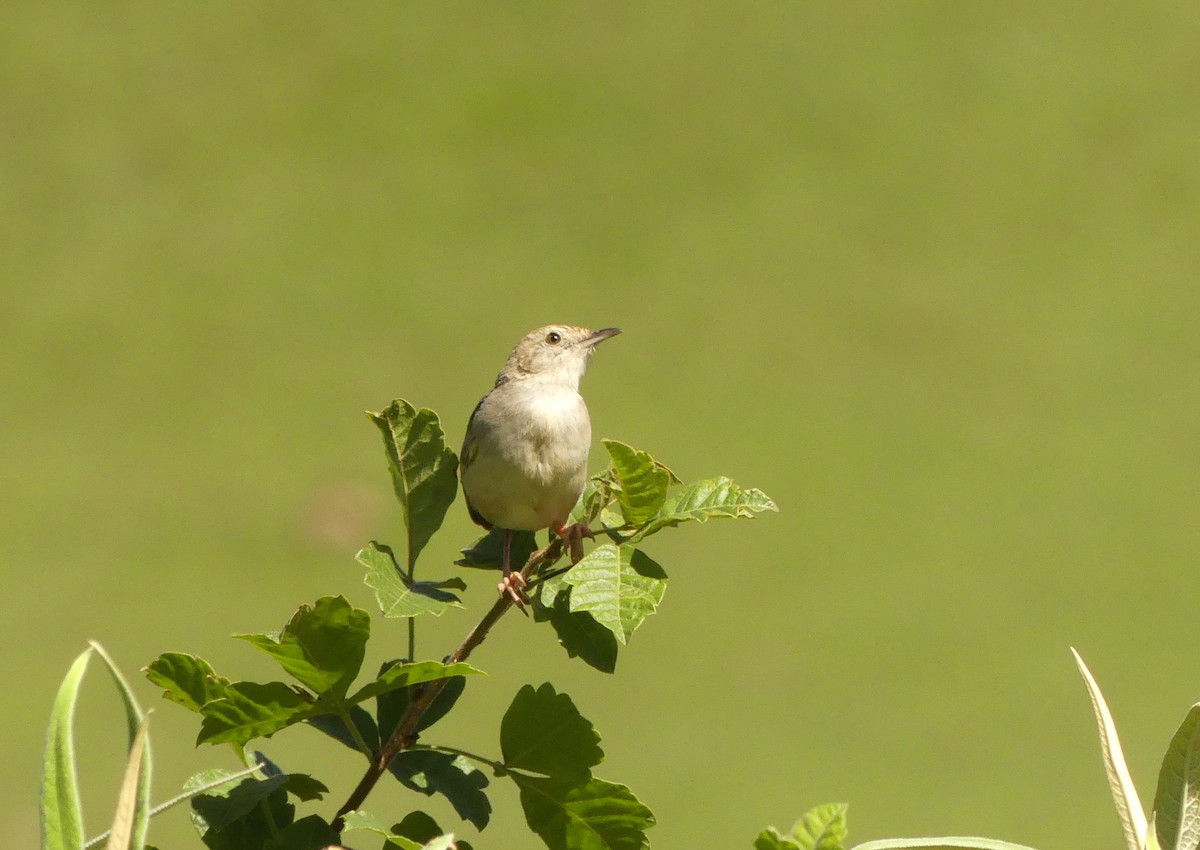 cisticola sp. - Guy RUFRAY