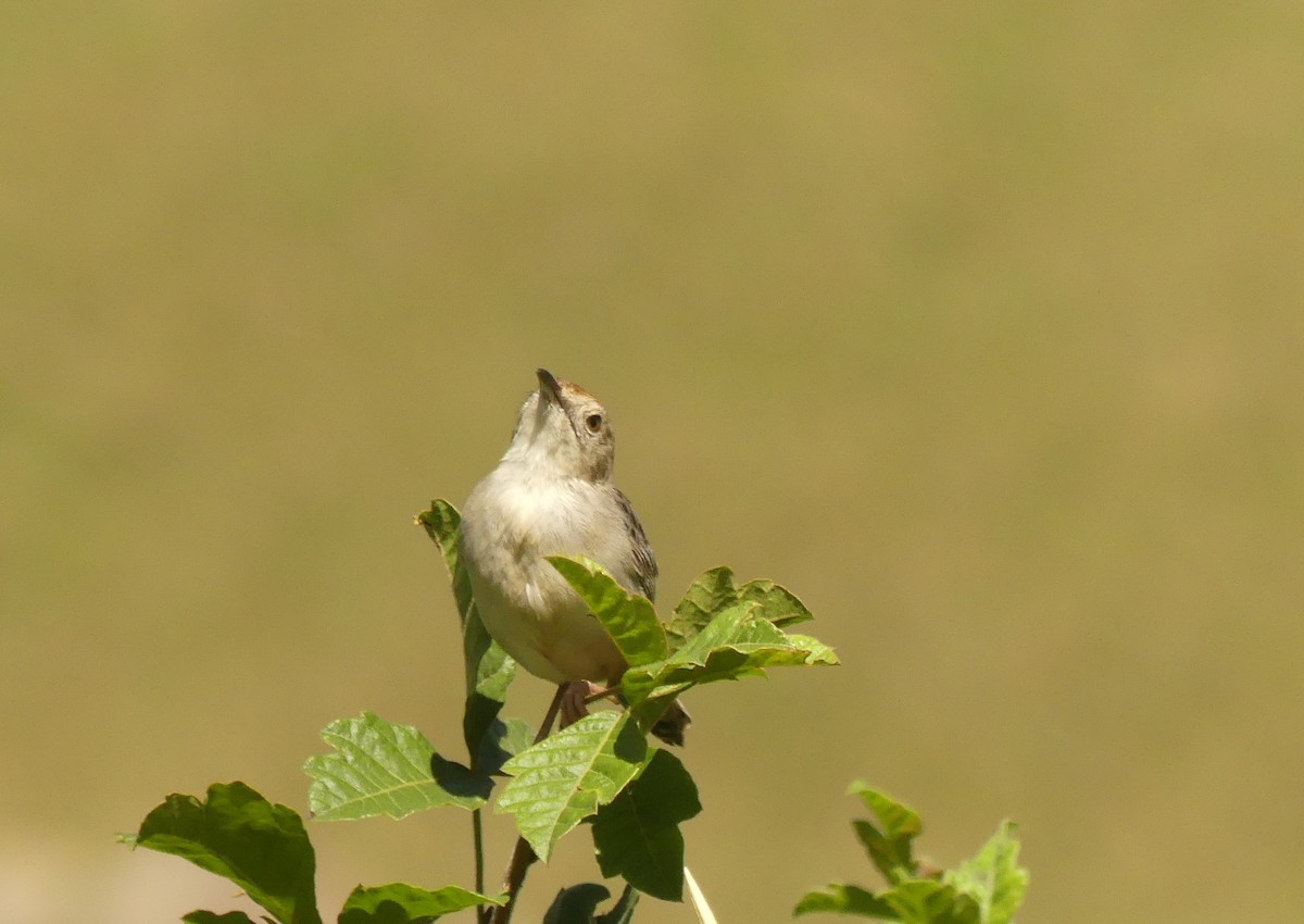 Cisticola sp. - ML616060532