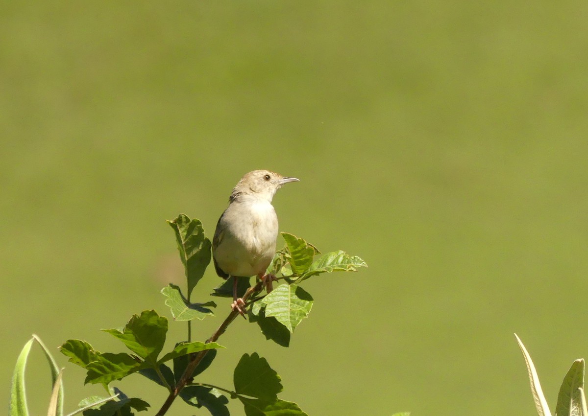 Cisticola sp. - ML616060533