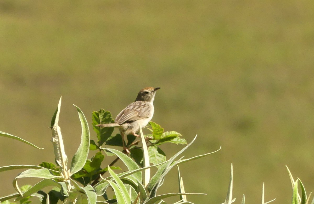 cisticola sp. - ML616060534