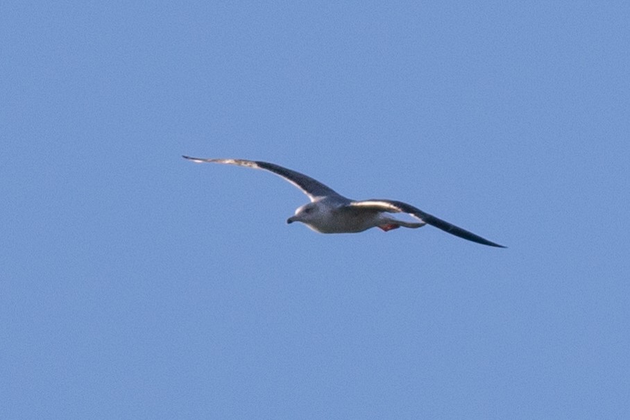 Yellow-legged Gull - David Hird