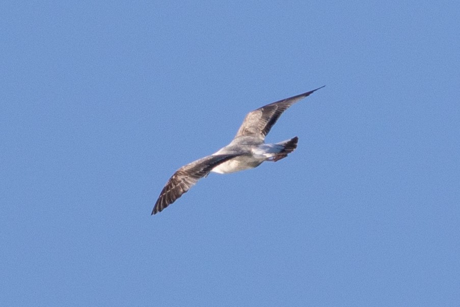 Yellow-legged Gull - David Hird