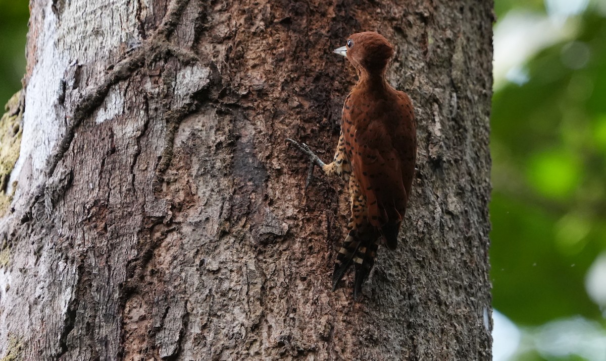 Cinnamon Woodpecker - ML616060613