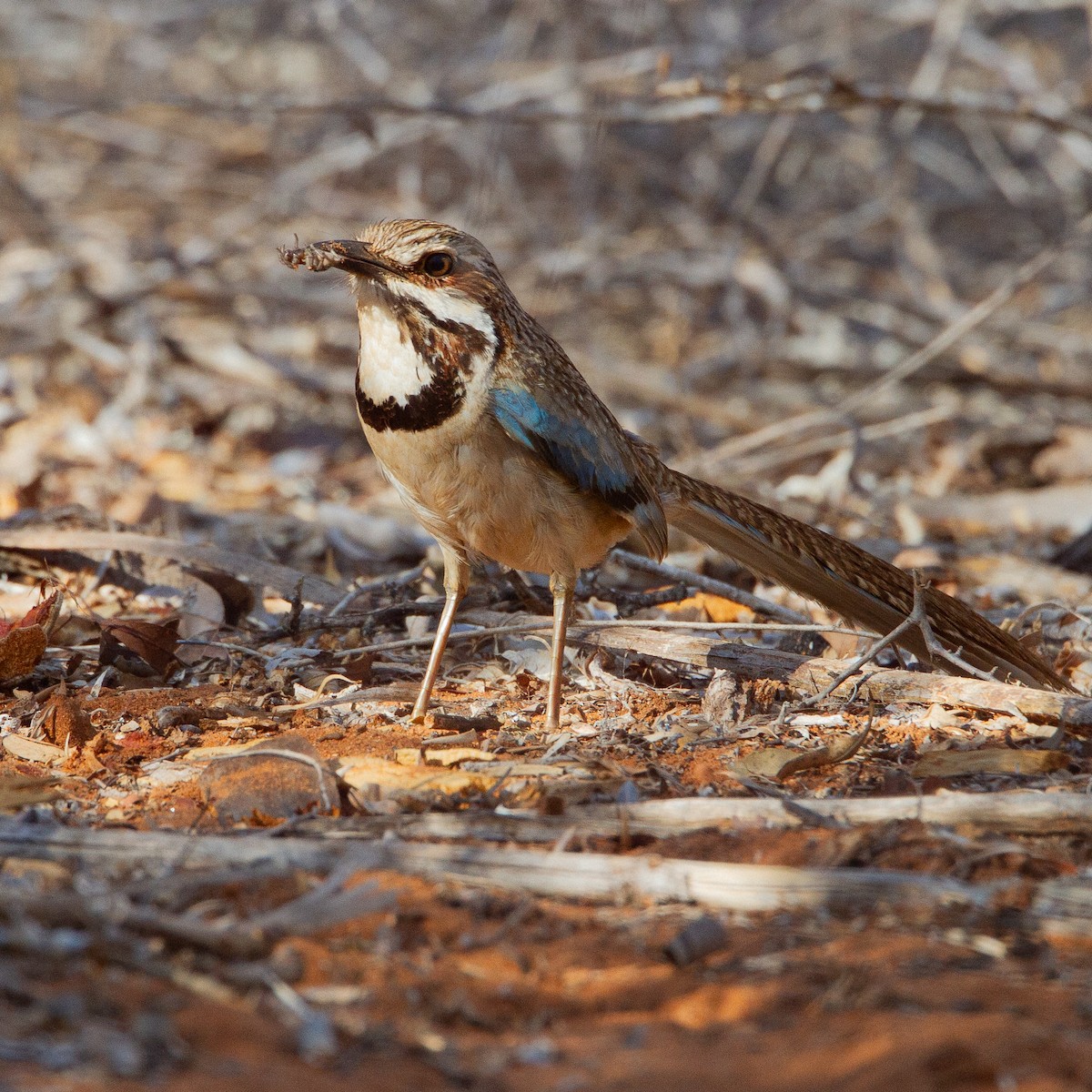 Long-tailed Ground-Roller - ML616060621