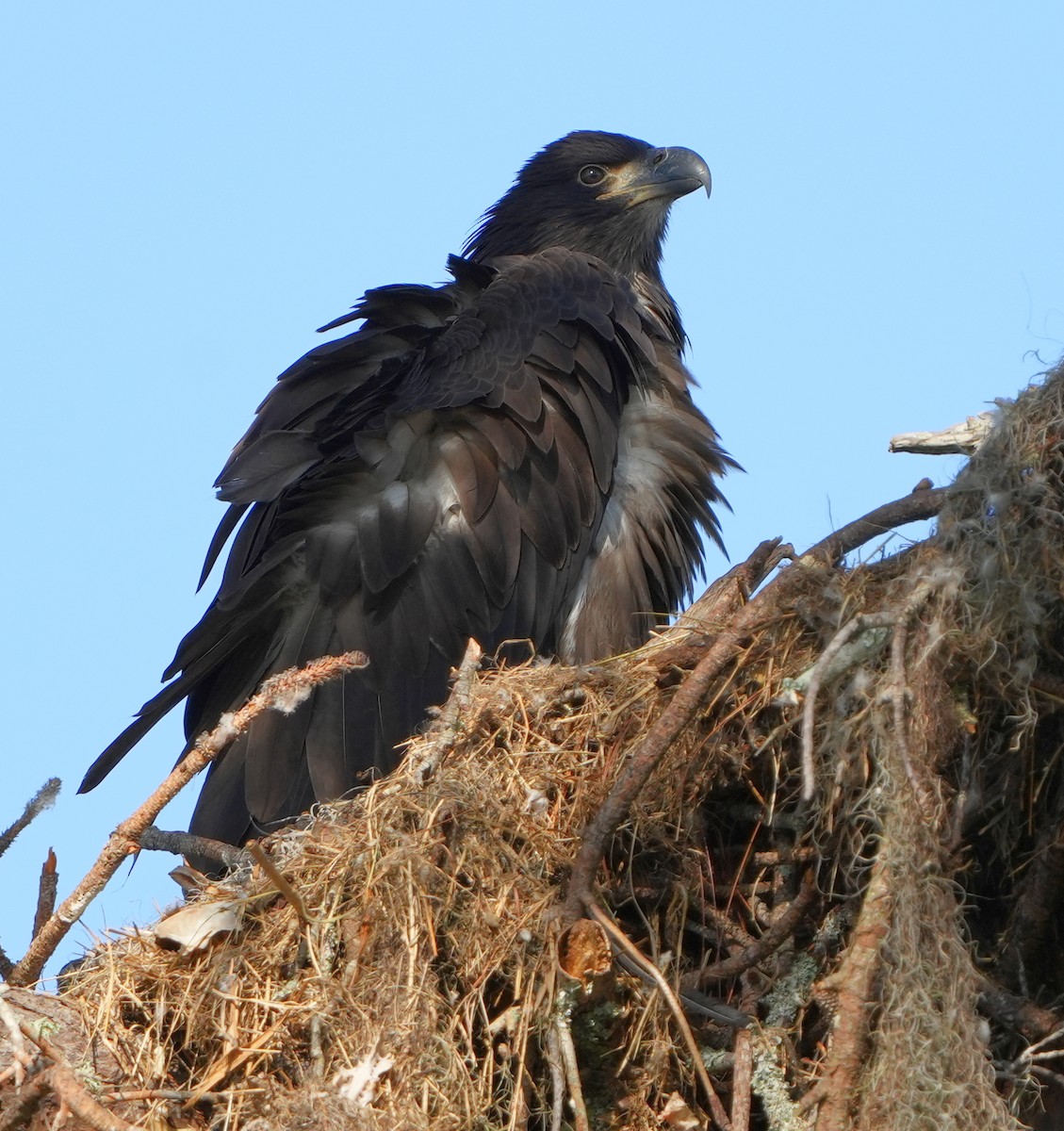 Bald Eagle - ML616060625