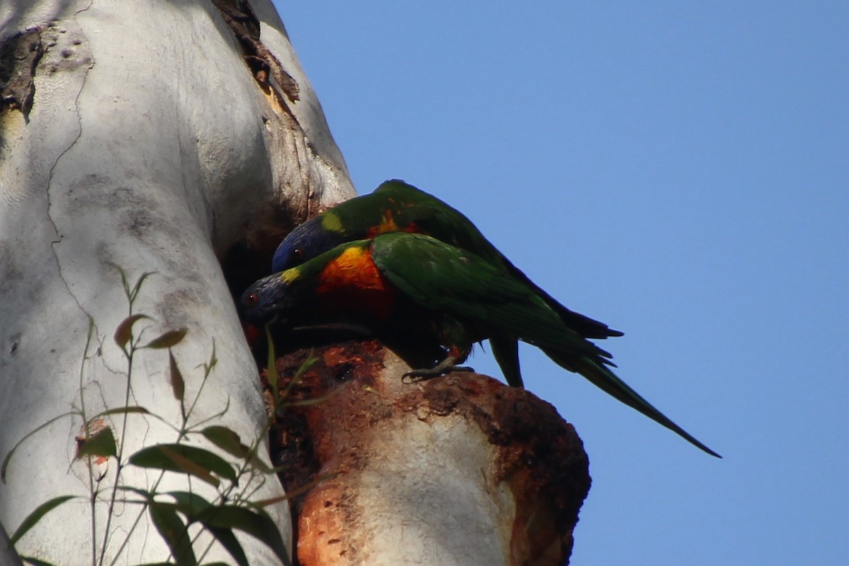 Rainbow Lorikeet - ML616060659