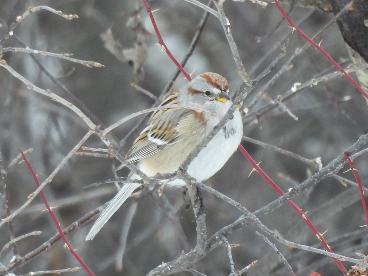 American Tree Sparrow - ML616060683