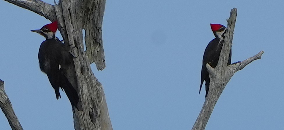Pileated Woodpecker - ML616060693