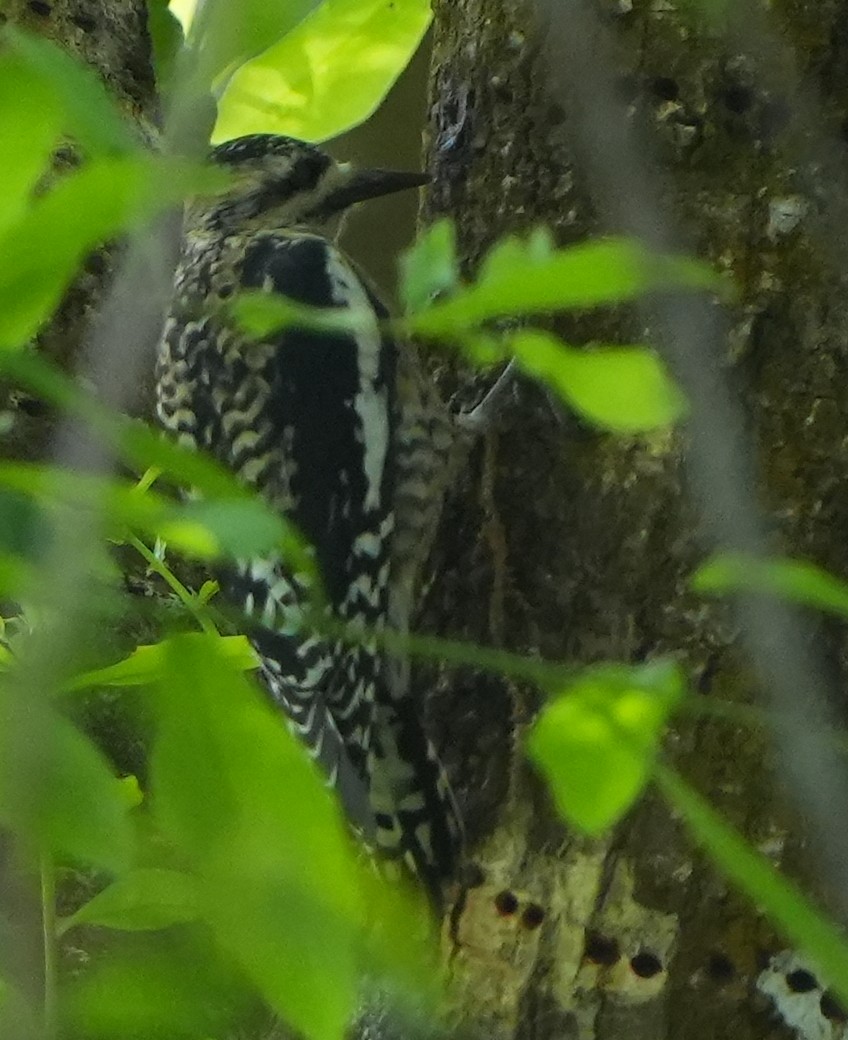 Yellow-bellied Sapsucker - ML616060712