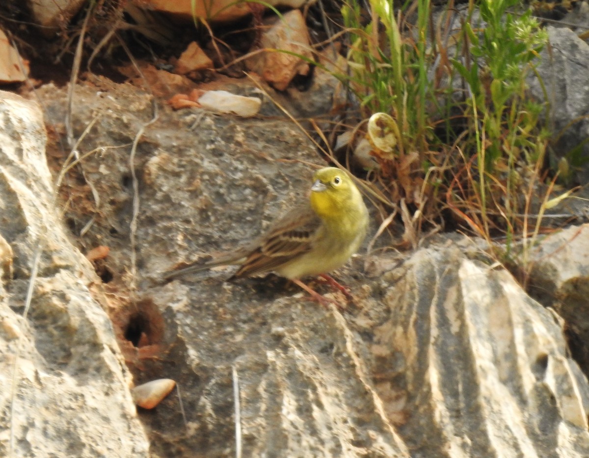 Cinereous Bunting - ML616060718