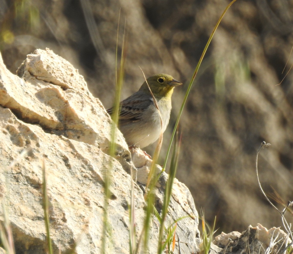 Cinereous Bunting - Tuvia Kahn