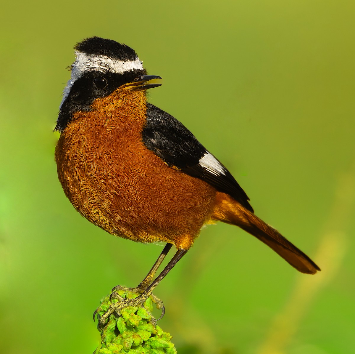 Moussier's Redstart - ML616060721