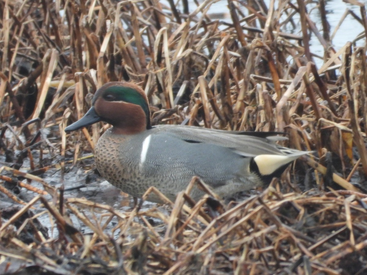 Green-winged Teal (American) - Lindsay Rowe