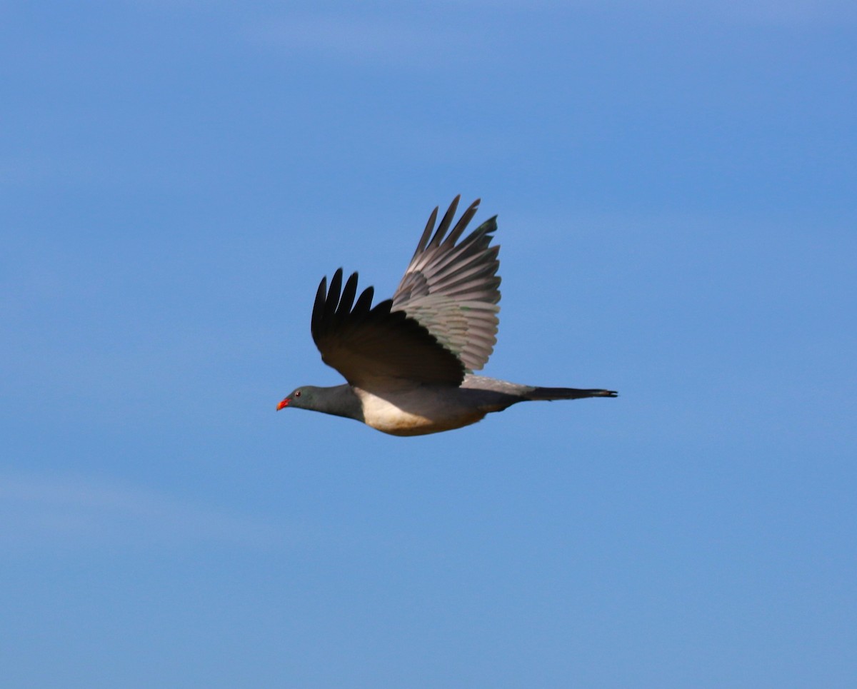 Chatham Island Pigeon - sean clancy