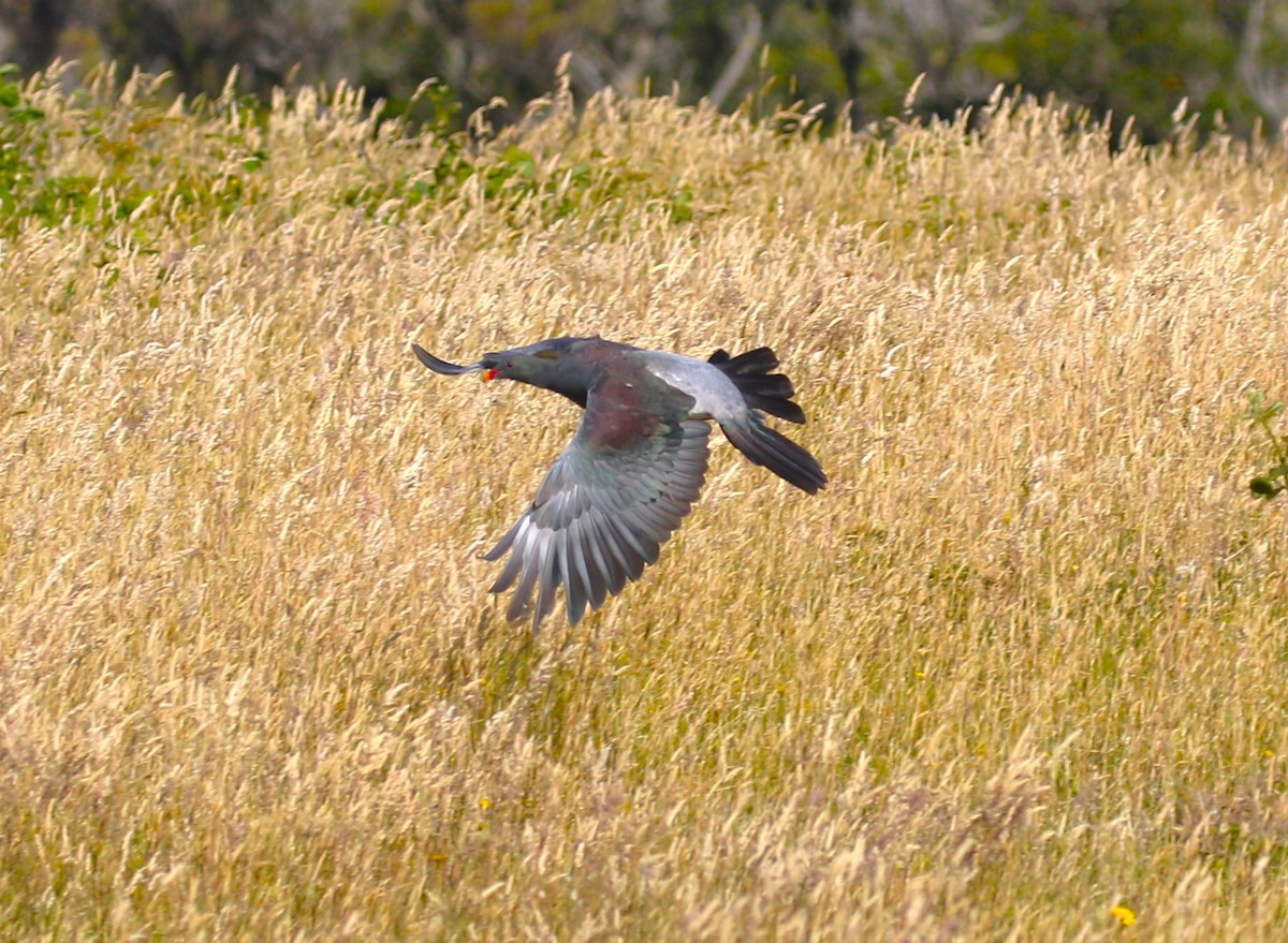 Chatham Island Pigeon - sean clancy